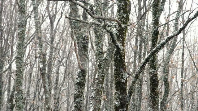 Nevando en el bosque