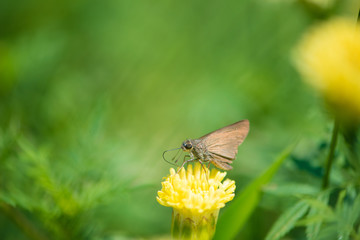 Butterfly on green background