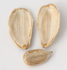 opened sunflower seed