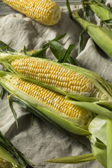 Raw Yellow Corn on the Cobb