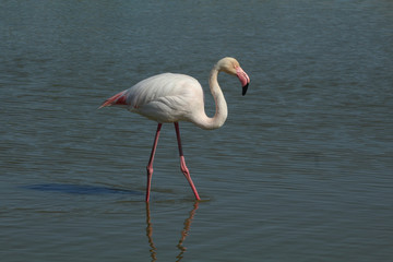 Flamant rose Phoenicopterus roseus en camargue en france