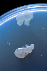 Naklejka na ściany i meble White colonies of bacteria on blue background