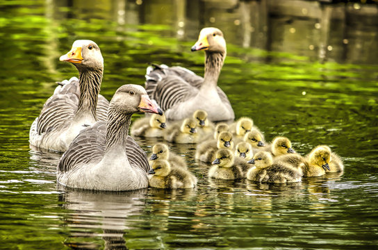 The class of 2018: multiple adult greylag geese guarding a group of about fifteen young gosslings