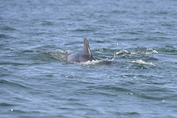 Dauphin dans la baie de St Malo