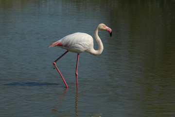 Flamant rose Phoenicopterus roseus en camargue en france