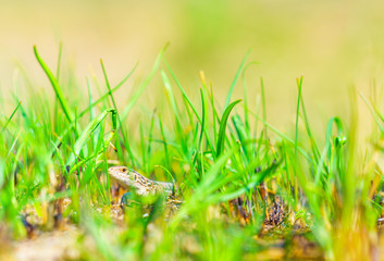 lizard in the grass