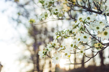 White Dogwood tree or Cornus florida in full bloom against blue sky. Hanamizuki, Cornus florida, Flowering Dogwood
