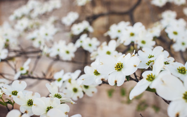 White Dogwood tree or Cornus florida in full bloom against blue sky. Hanamizuki, Cornus florida, Flowering Dogwood