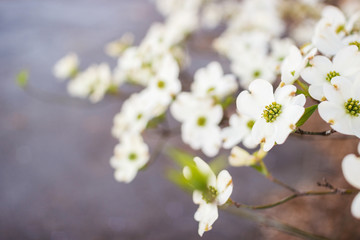 White Dogwood tree or Cornus florida in full bloom against blue sky. Hanamizuki, Cornus florida, Flowering Dogwood