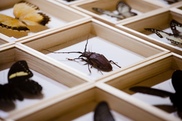 Stuffed with a cockroach
