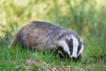 European badger (Meles meles), Dumfries, Scotland