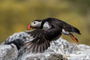 Puffin in flight (Fratercula arctica), Farne islands, Scotland