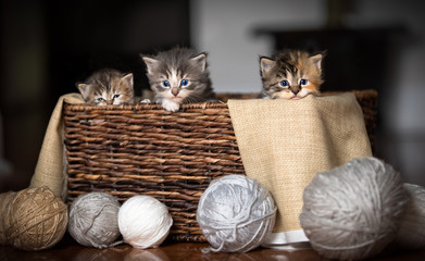Three kittens in a basket