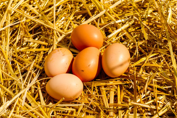 freshly picked chicken eggs laid hen hens on a straw on a sunny day