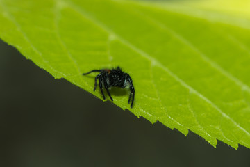 Fototapeta premium Schwarze Springspinne sitzt auf einem Blatt