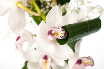 orchidea in macro