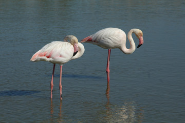 Flamant rose Phoenicopterus roseus en camargue en france