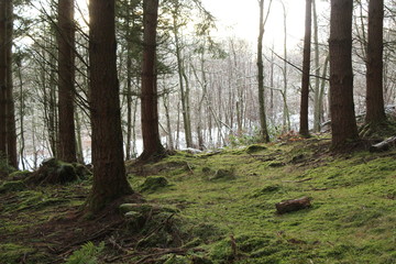 Obraz premium Clearing in the trees