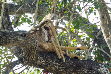 Leopard kill in Kruger National park, South Africa