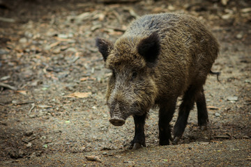 Portrait eines Wildschweins im Wald