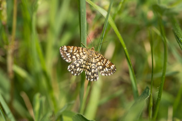 Gitterspanner in der Frühlingswiese