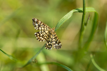 Gitterspanner in der Frühlingswiese