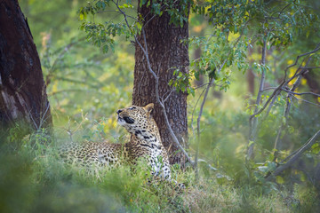 Leopard in Kruger National park, South Africa