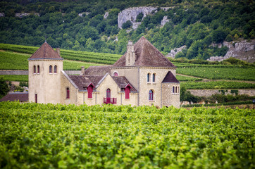 Burgundy, many chateau (castle) are surrounded by many acres of vineyards and are great wine...