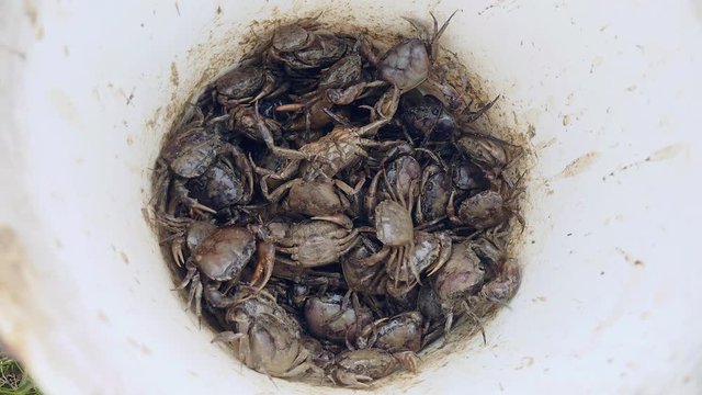 Close-up on a bucket of mud crabs caught in rice fields by a crab hunter