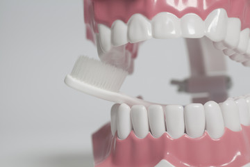 Teeth human model with white toothbrush.