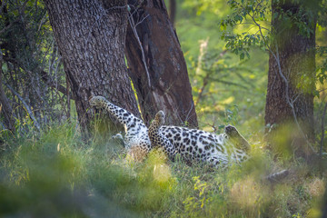 Leopard in Kruger National park, South Africa