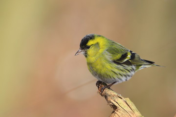 Eurasian siskin sitting on the branch. Carduelis spinus. song bird in the nature habitat. wildlife scene from nature.