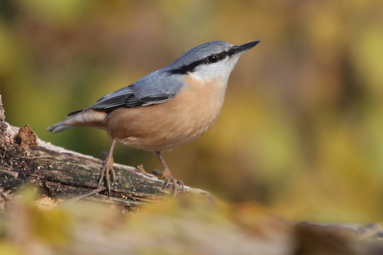 urasian nuthatch (Sitta europaea) sits on the branch. nuthatch in the nature habitat. Wildlife scene from fall forest. © Monikasurzin