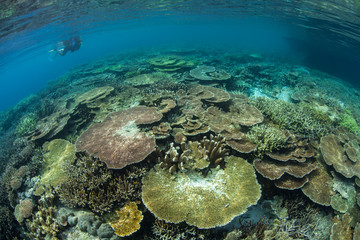 Naklejka na ściany i meble Beautiful Corals and Snorkeler in Raja Ampat