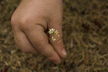 Tiny White Wildflowers