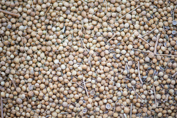 Closed up Coriander seeds