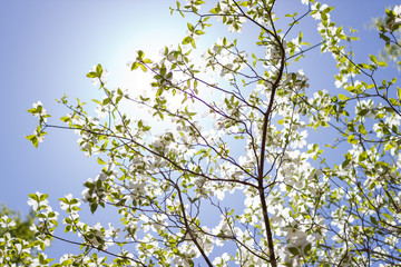 White Dogwood tree or Cornus florida in full bloom against blue sky. Hanamizuki, Cornus florida, Flowering Dogwood