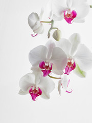 Fototapeta na wymiar white Orchid in soft focus