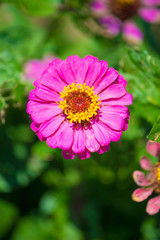 Obraz premium Pink zinnia flower