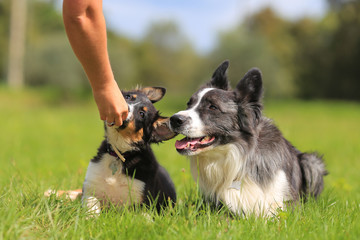 Puppy border collie