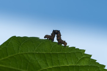 Raupe krabbelt über gezahntes Blatt © nounours1
