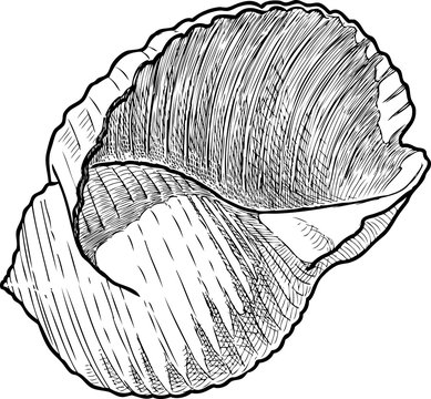 A hand drawing of a seashell
