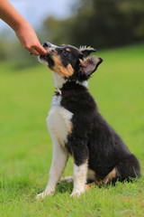 Puppy border collie