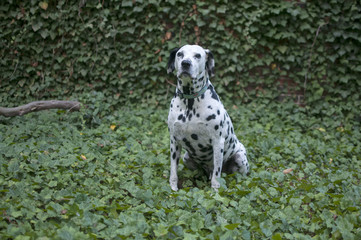 Dalmatian and Ivy