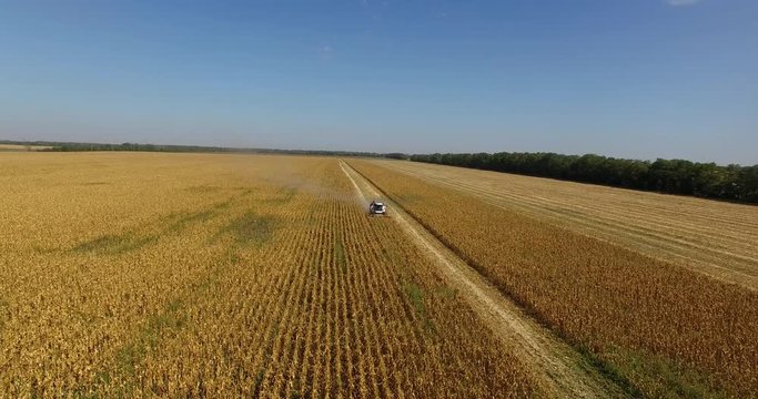 combine harvests corn