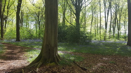 A Forest of Bluebells - An English Springtime