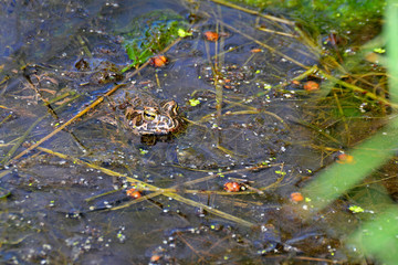 Frog in a swamp in the water with algae, close-up
