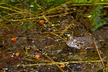 Frog in a swamp in the water with algae, close-up