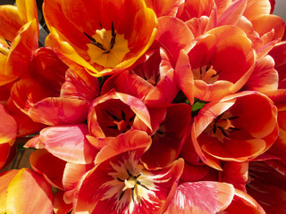 Red flowers tulips bouquet close-up from the top view