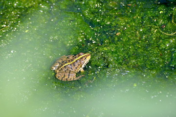 Frog in a swamp in the water with algae, close-up